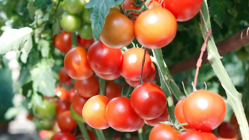 Rusya'ya domates ihracatı yeniden başladı