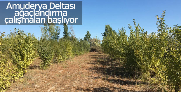 Amuderya Deltası ağaçlandırma çalışmaları
