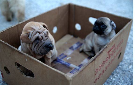 Ülkeye kaçak sokulan yavru köpekler ihaleyle satılacak