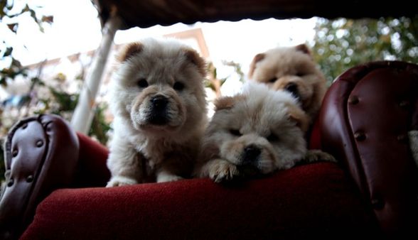 Ülkeye kaçak sokulan yavru köpekler ihaleyle satılacak
