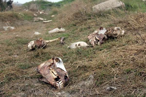 Adana'da yüzlerce at ve eşek kemiği bulundu