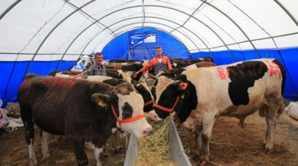 Kurbanlık fiyatları ne kadar