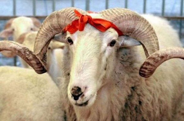 Kurbanlık fiyatları ne kadar