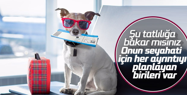 Evcil hayvanınız da Türk Hava Yolları’yla güvende