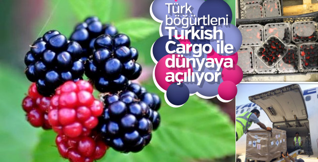 Türk böğürtlenini, Turkish Cargo dünyaya taşıyor