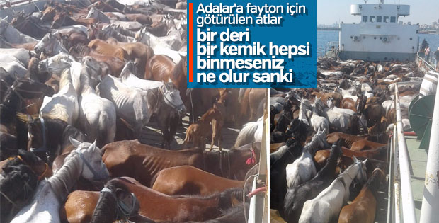 Faytona binmek size keyiftir, atlara ise zulüm