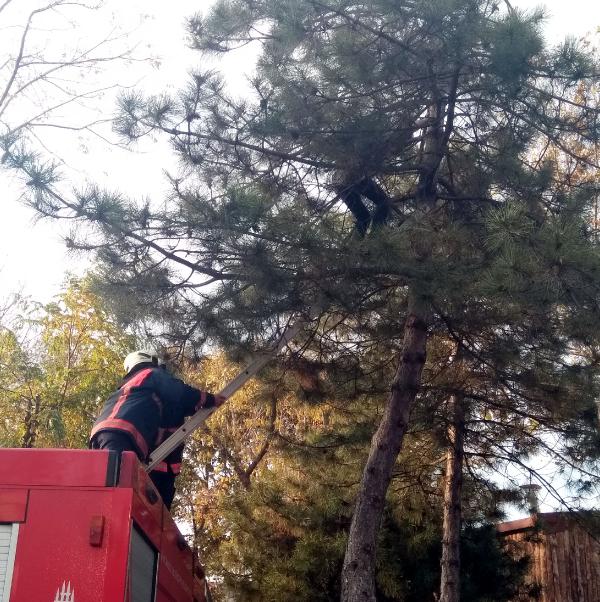 Kediyi kurtarmak için çıktığı ağaçta mahsur kaldı