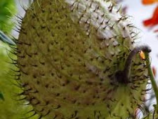 Durian Nedir