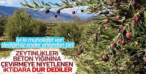 Zeytinlik alanlar zeytinlik olarak kalacak