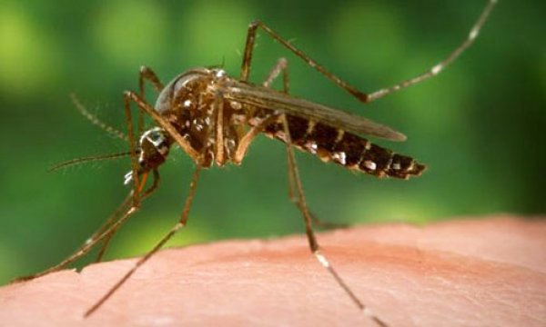 Zika virüsünü yayan protein bulundu