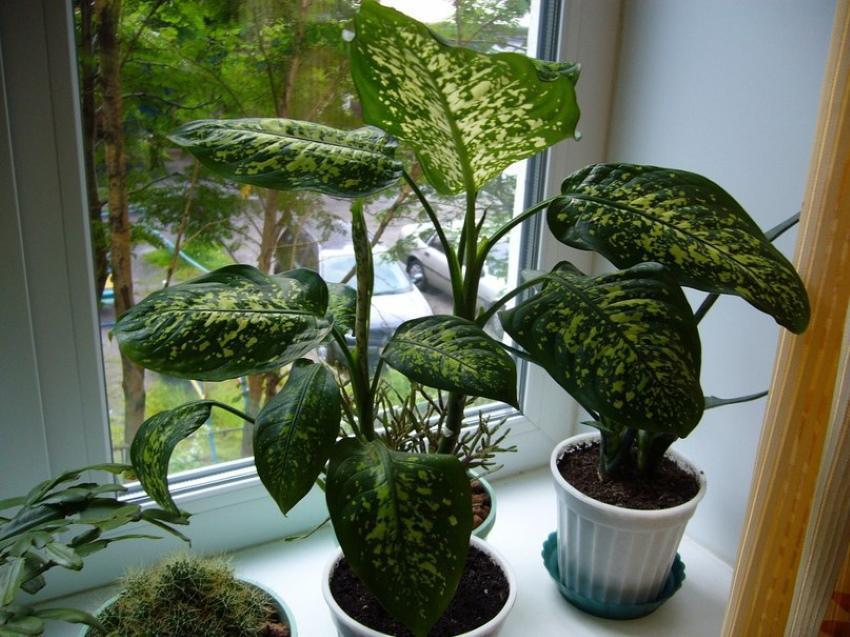 7 plants that can be dangerous to grow at home #4