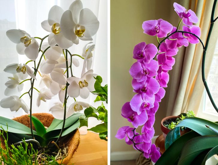 10 houseplants that help improve your sleep quality #4