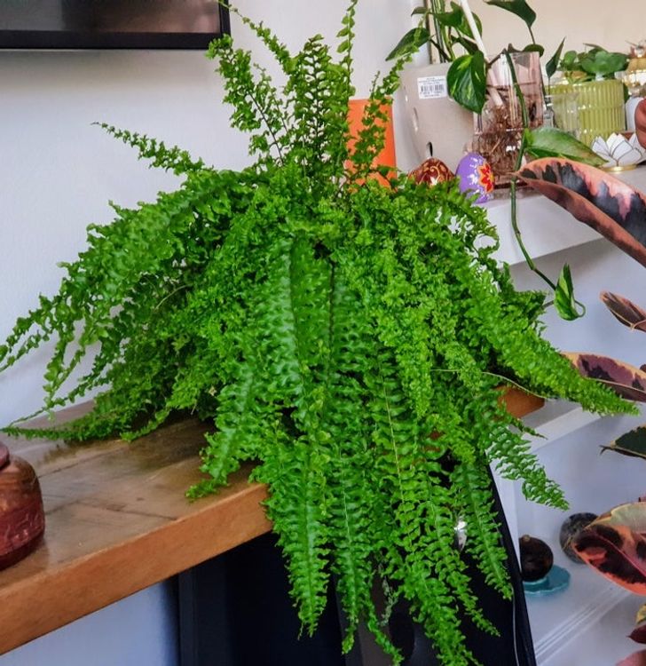 10 houseplants that help improve your sleep quality #9