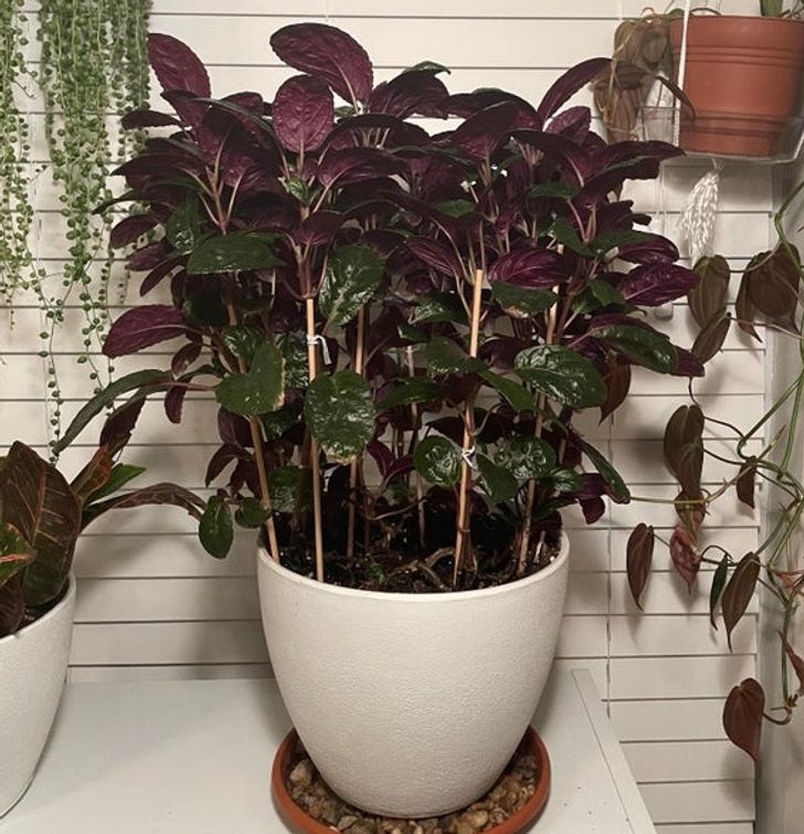 10 houseplants that help improve your sleep quality #2