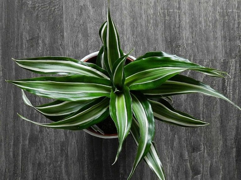 10 plants that help remove moisture from your home #10
