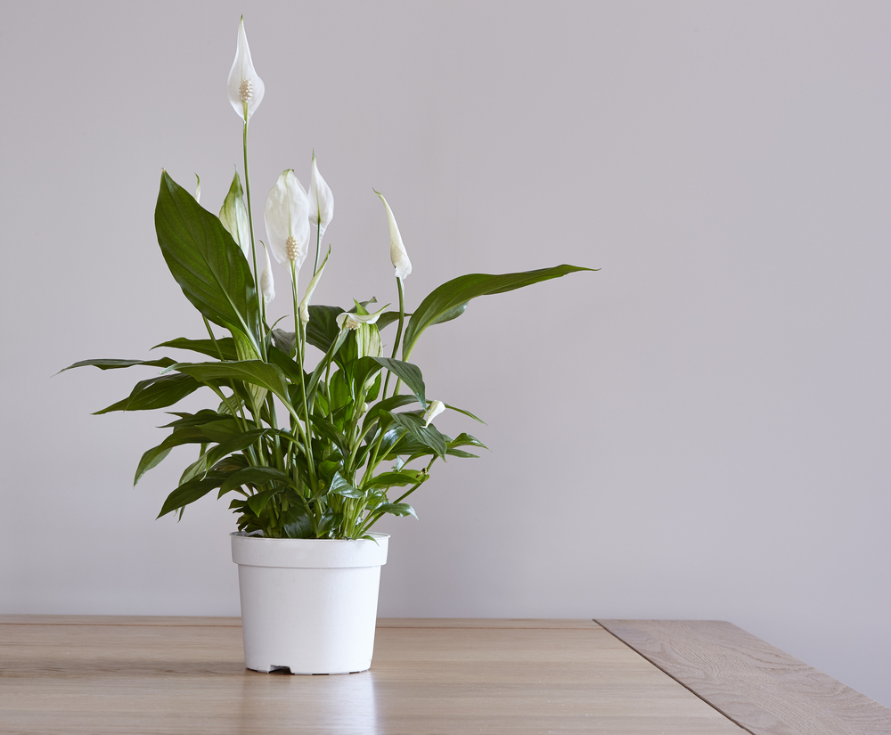 10 plants that help dehumidify your home #2