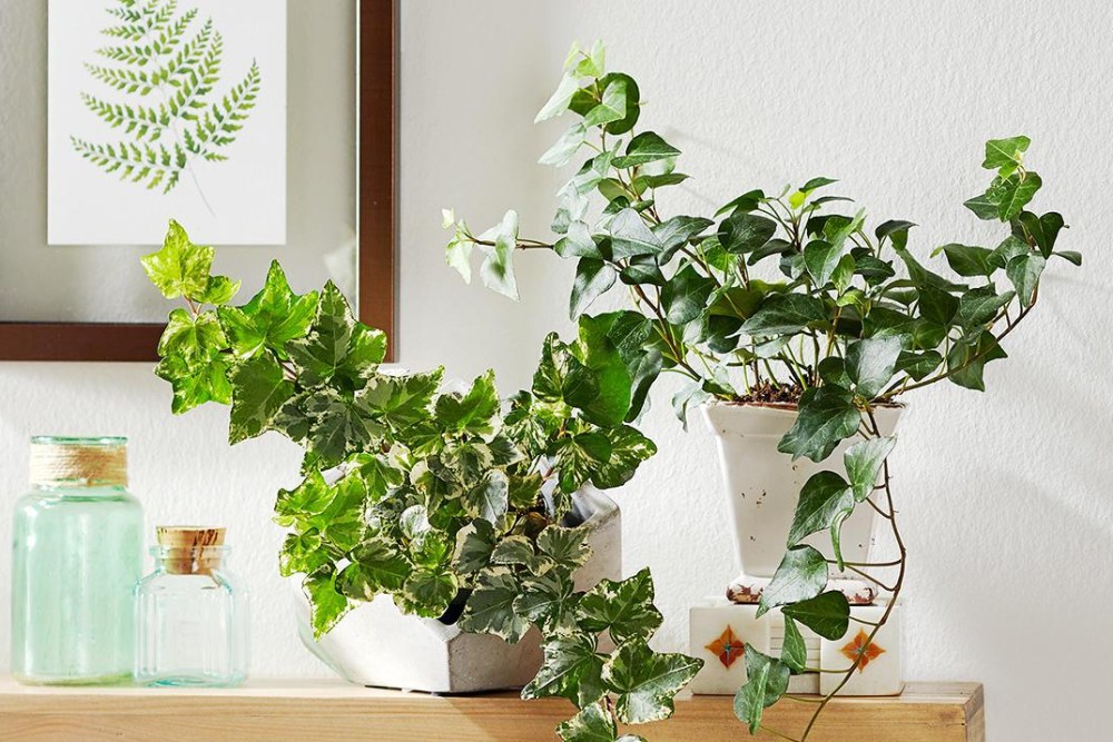 10 plants that help remove moisture from your home #1