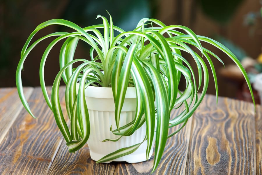10 plants that help remove moisture from your home #3