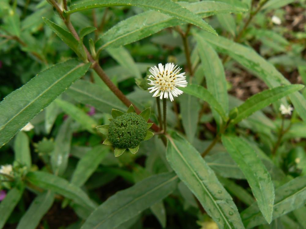 6 herbs that fight hair problems #2