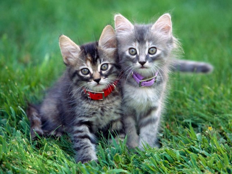 En Tatlı Kedi Fotoğrafları