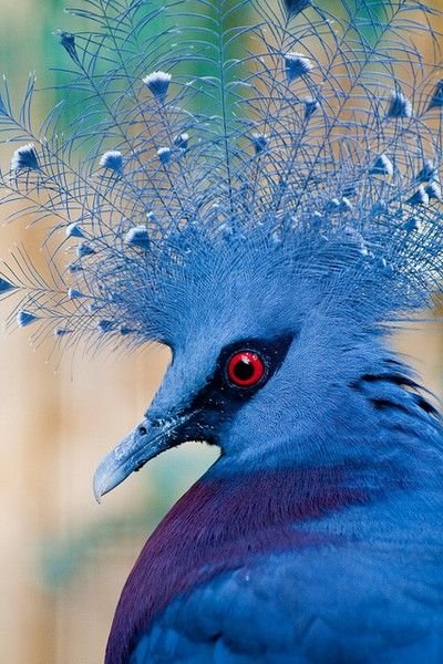 Doğanın en güzel renklerine sahip kuşlar