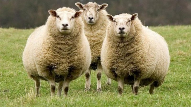 Kurbanlık satış fiyatları açıklandı