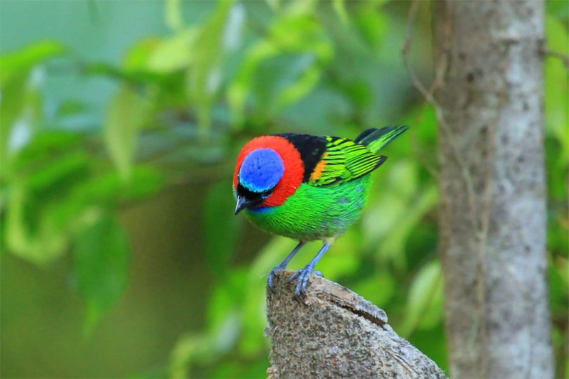 30 kuş türünün muhteşem görüntüsü