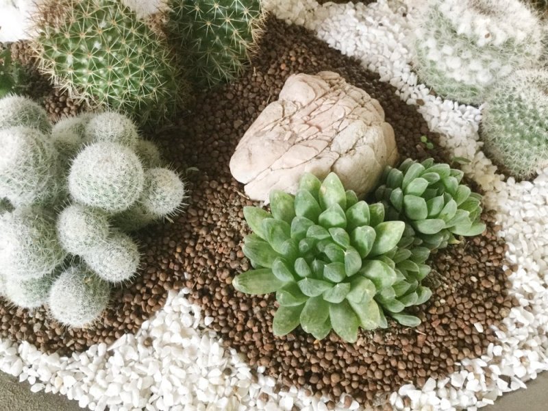 Dekorasyonda sukulent şıklığı