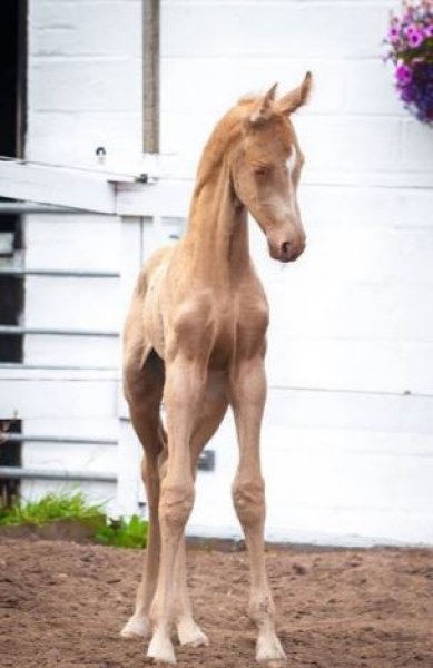 Dünyanın en güzel at cinsi: Ahal Teke