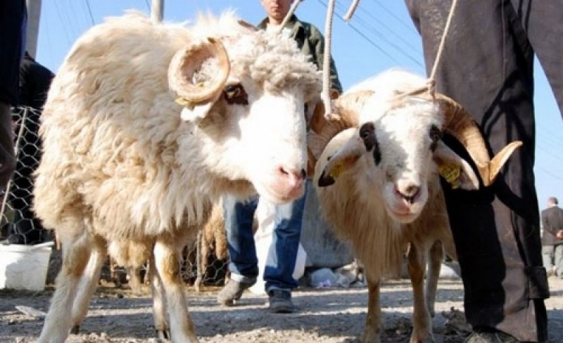 Kurbanlık satış fiyatları açıklandı