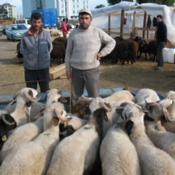 Kurbanlık satış fiyatları açıklandı