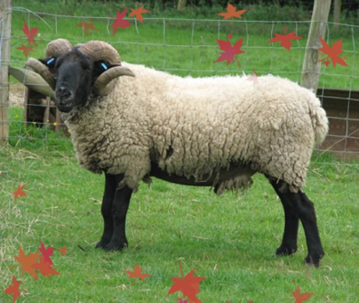 Kurbanlık satış fiyatları açıklandı