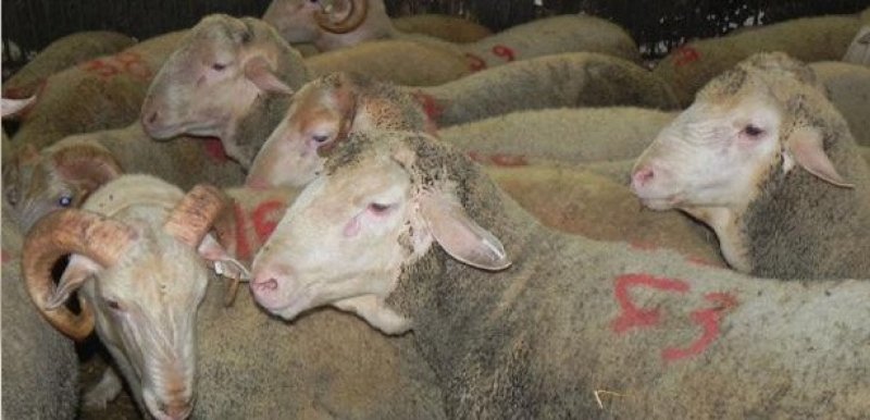 Kurbanlık satış fiyatları açıklandı