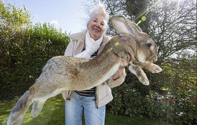 Dünyanın en büyük tavşanı Darius 25 kilo