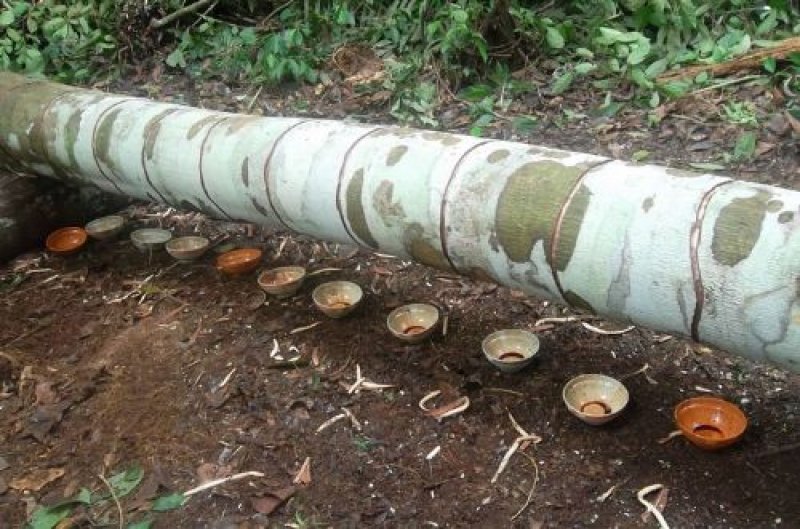 Hint okyanusunda bulunan Ejder Ağaçları'nın inanılmaz faydaları 