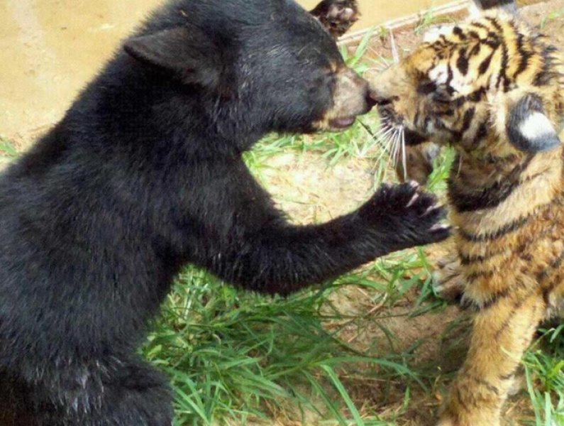 Yabani arkadaşlar 15 yıldır hiç ayrılmıyor