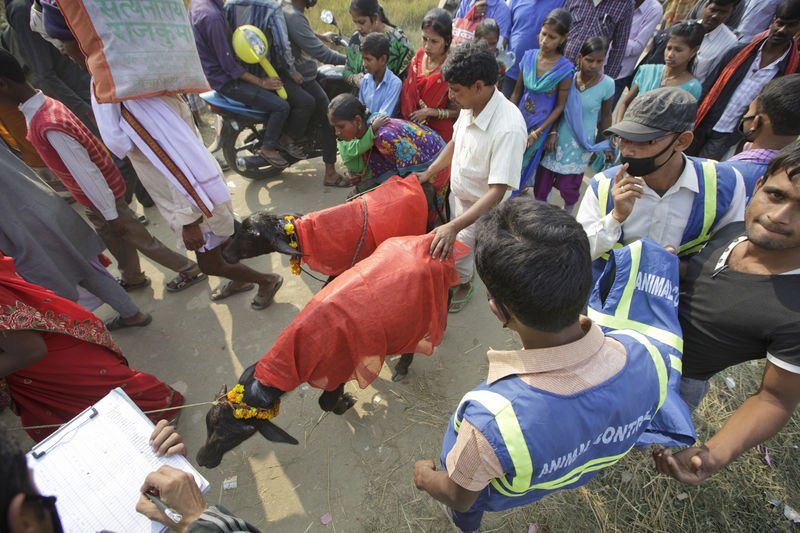 Nepal'de dini festivalde yüz binlerce hayvan kesildi