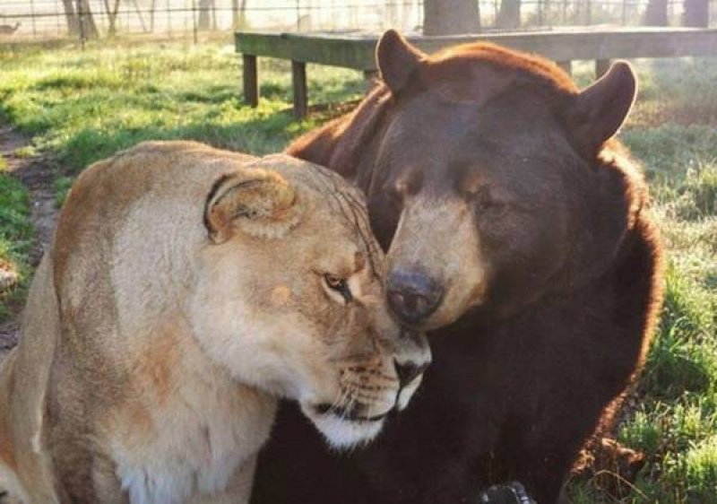 Yabani arkadaşlar 15 yıldır hiç ayrılmıyor