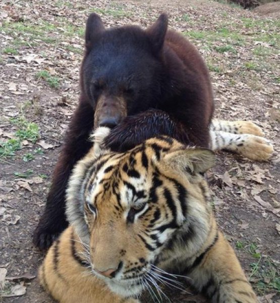 Yabani arkadaşlar 15 yıldır hiç ayrılmıyor