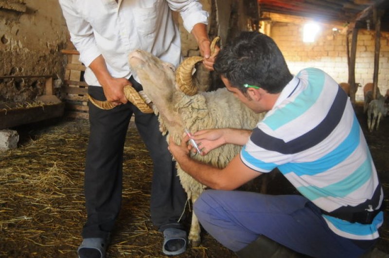 Kurbanlık satış fiyatları açıklandı