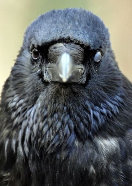 Siyahın asaletini yansıtan kuş: Karga