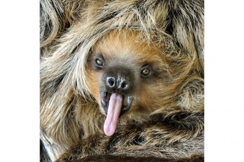 2011'in en komik hayvanları 