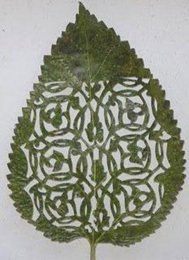Yaprakları dantel gibi işlediler