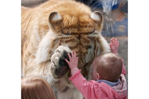 2011'in en komik hayvanları 