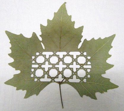 Yaprakları dantel gibi işlediler