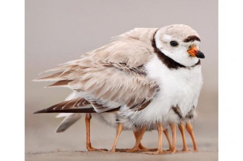 2011'in en komik hayvanları 