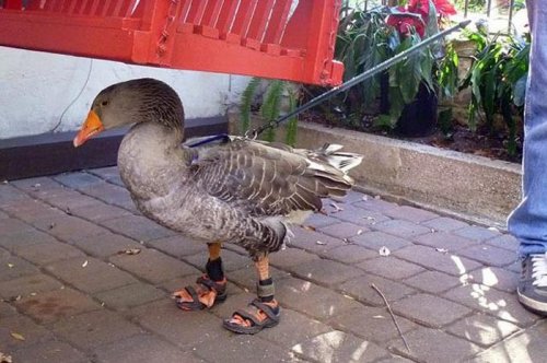 2011'in en komik hayvanları 