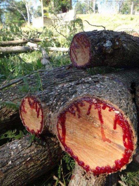 Hint okyanusunda bulunan Ejder Ağaçları'nın inanılmaz faydaları 