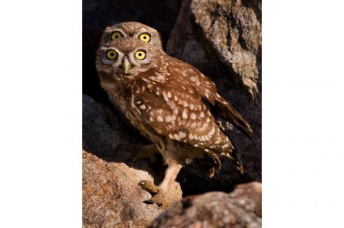 2011'in en komik hayvanları 