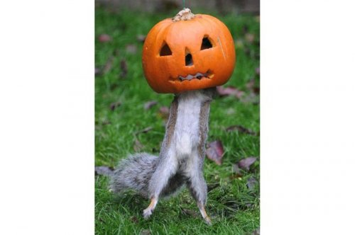 2011'in en komik hayvanları 